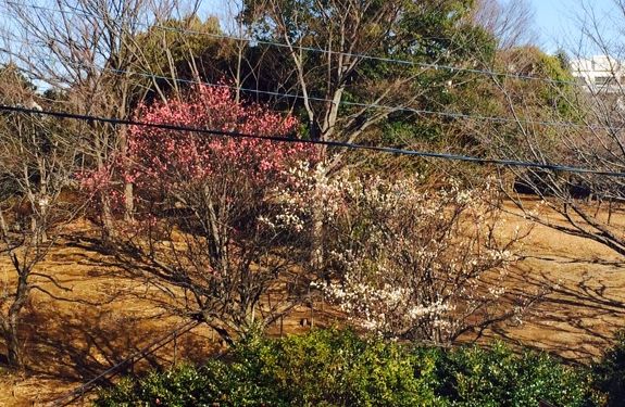 2016年　院内からの風景