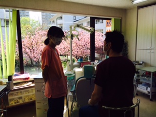 八重桜が満開になりました