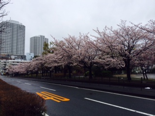 病院前の桜並木