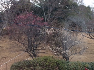 寒さが一年で最も厳しいころとされる「大寒」