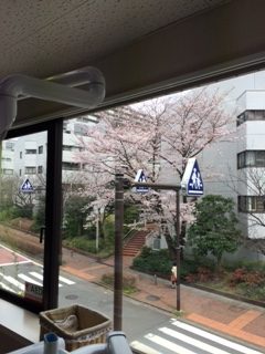 ようやく咲きました