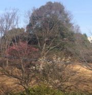 今年は梅の咲くのが遅く、やっと咲きました