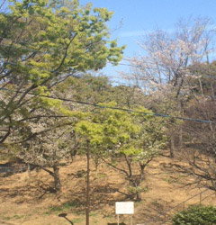 ようやく桜が咲き始めました！