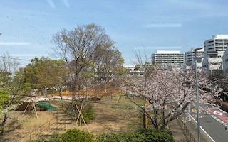 公園の桜