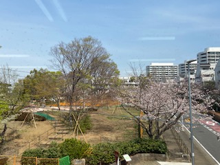 公園のリニューアルと春の訪れ