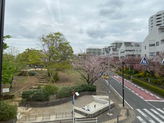 元気に咲いています🌸