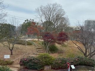 山茶花が咲いています。