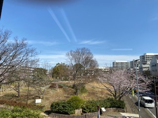 桜、満開です。