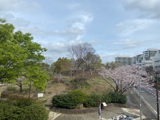 桜が見頃を迎えております。