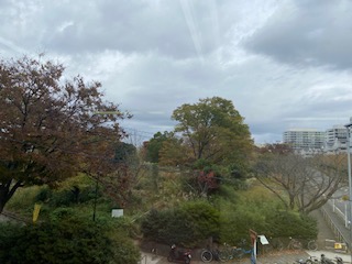 公園の紅葉のようす