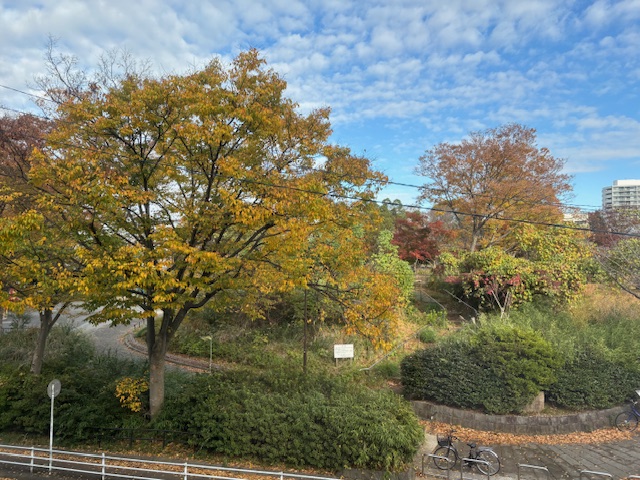 公園の紅葉