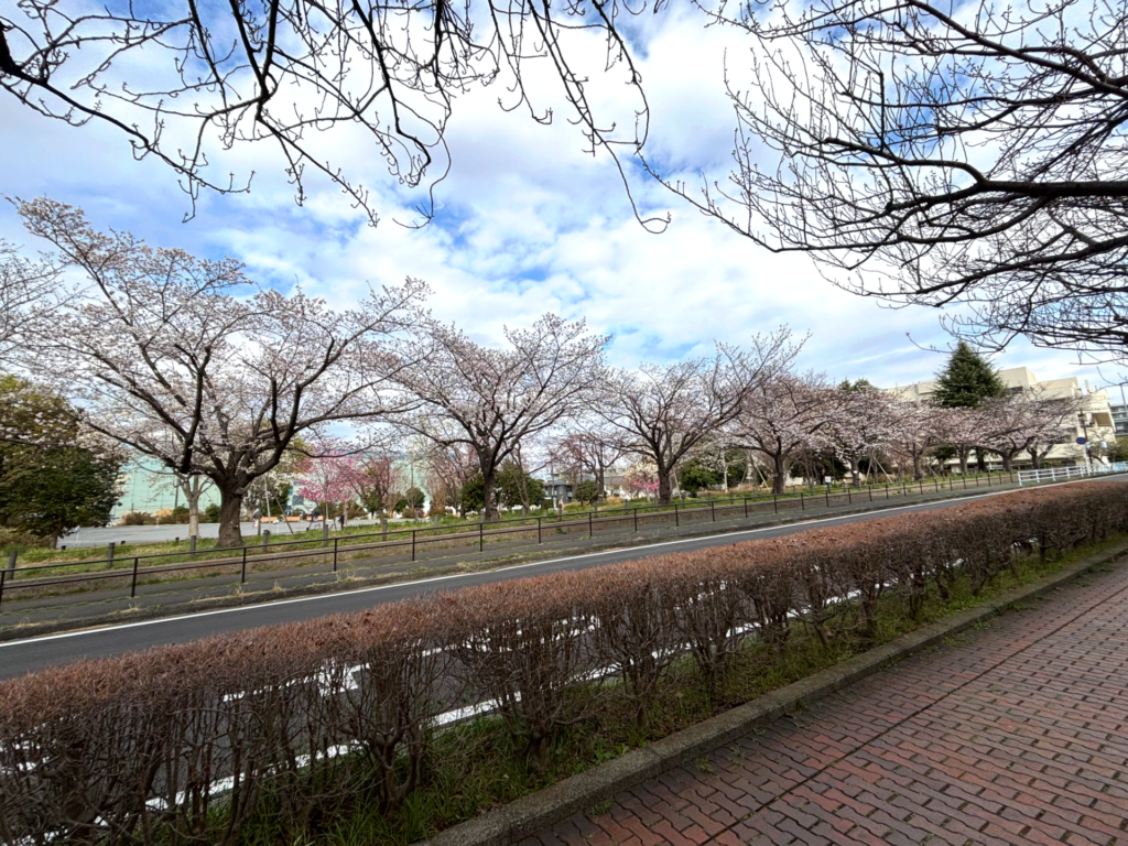 ソメイヨシノが見頃です🌸